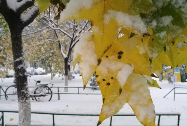 雪是可扫的雨：今日立冬，下了第一场雪，比往年早也比往年大