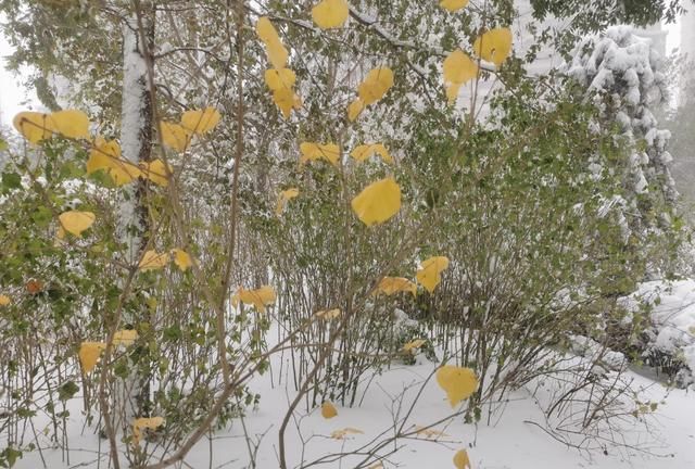 雪是可扫的雨：今日立冬，下了第一场雪，比往年早也比往年大
