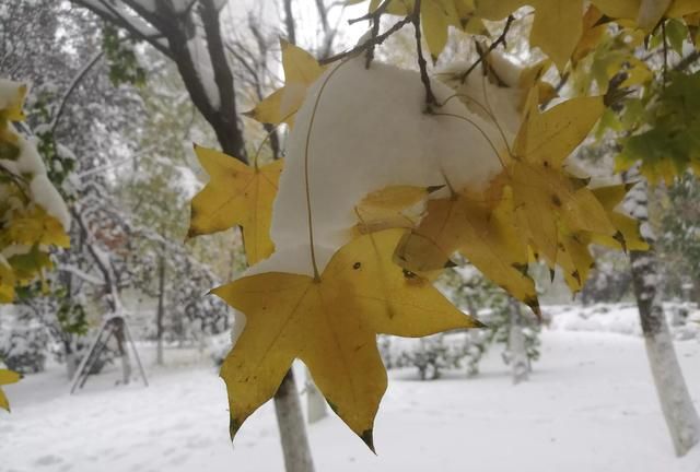 雪是可扫的雨：今日立冬，下了第一场雪，比往年早也比往年大