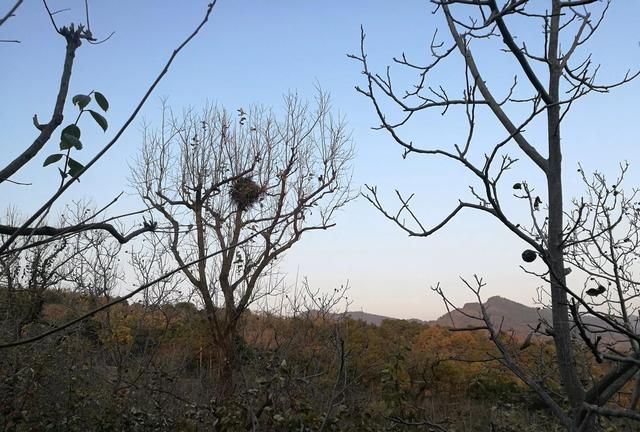 远烧入冬山：一种色彩，一种动感，一种期盼