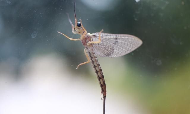 蜉蝣：朝生暮死、渺小却能诠释生命的意义