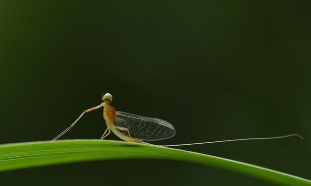蜉蝣：朝生暮死、渺小却能诠释生命的意义