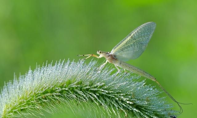 蜉蝣：朝生暮死、渺小却能诠释生命的意义