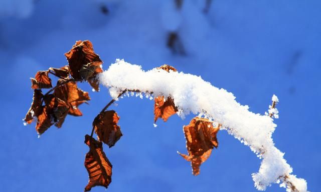 收藏雪花，收藏一个冬天：人总是向往惦念着远方而忽略身边的美好