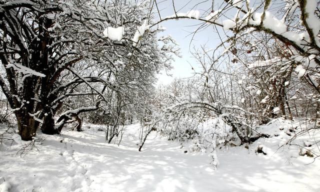 雪花应该是世界上最高贵的花朵，她的美丽需要仰视