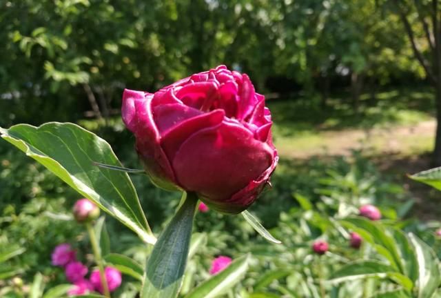 第八大街的“爱情之花”：芍药