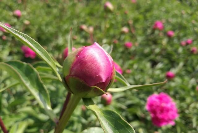 第八大街的“爱情之花”：芍药