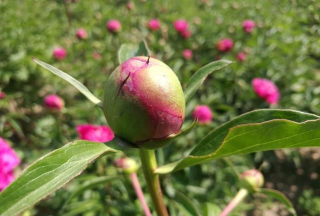 第八大街的“爱情之花”：芍药