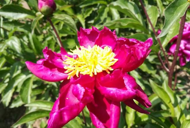 第八大街的“爱情之花”：芍药