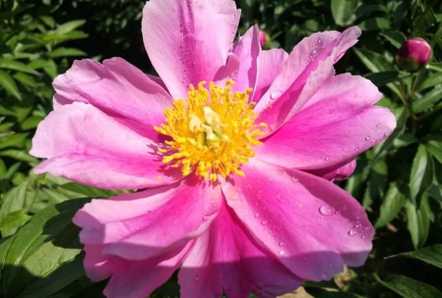 第八大街的“爱情之花”：芍药