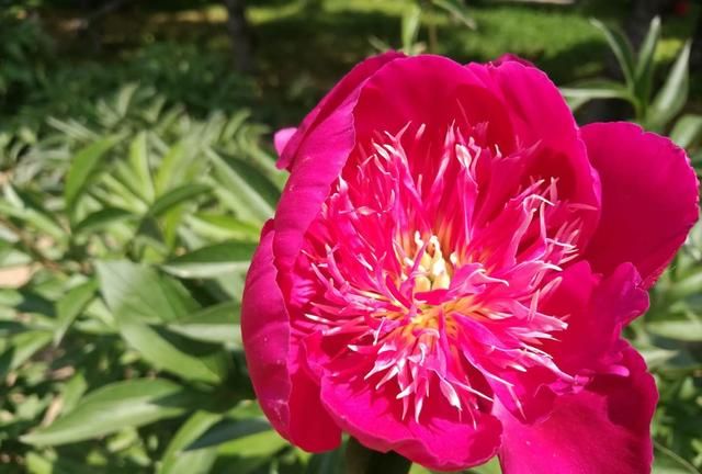第八大街的“爱情之花”：芍药