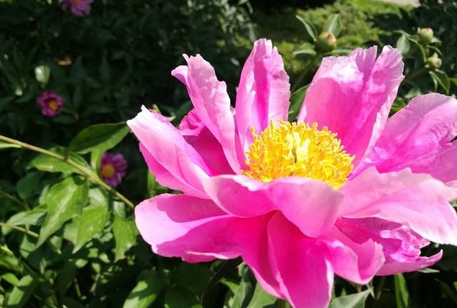 第八大街的“爱情之花”：芍药