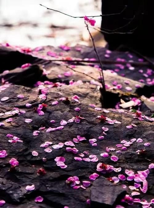 落花为安，暮春浅淡，十里细雨辞花海