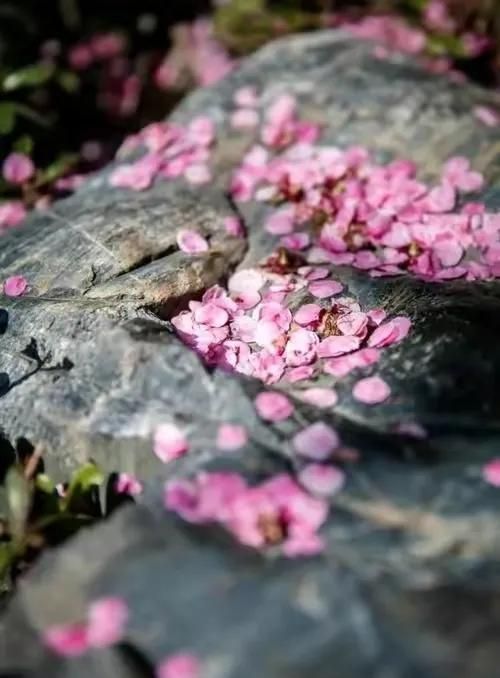 落花为安，暮春浅淡，十里细雨辞花海