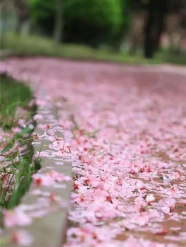 落花为安，暮春浅淡，十里细雨辞花海