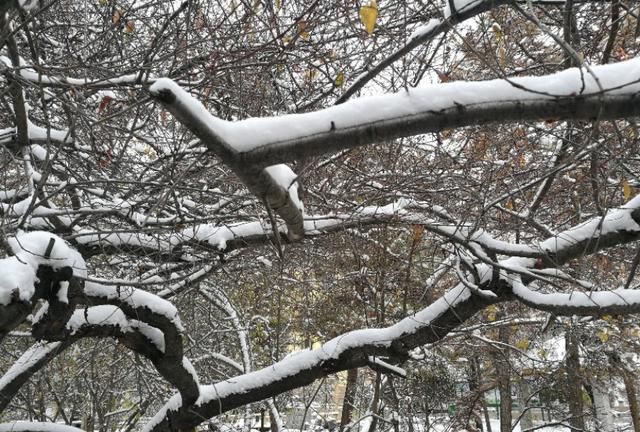 雪中的黄南州中学很是宁静，格外安详，充满书香
