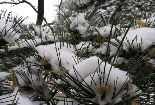 雪中的黄南州中学很是宁静，格外安详，充满书香