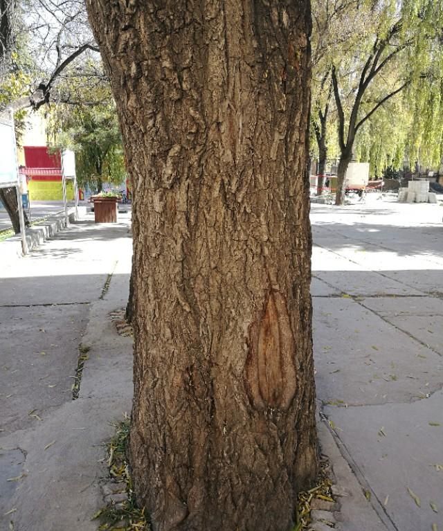 没有大树的校园是荒芜的：树是校园的风景，更是校园的灵魂
