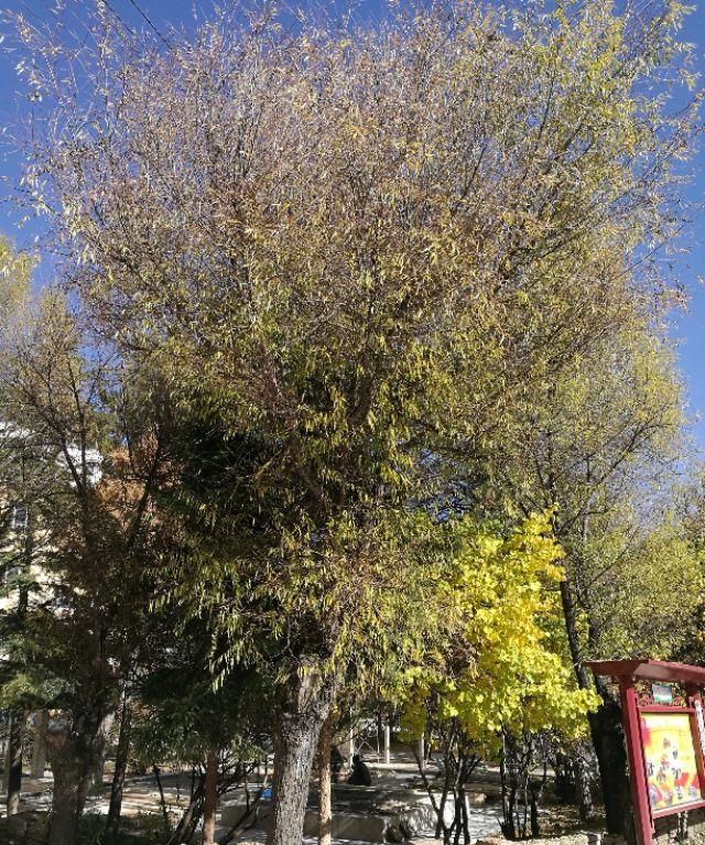 没有大树的校园是荒芜的：树是校园的风景，更是校园的灵魂