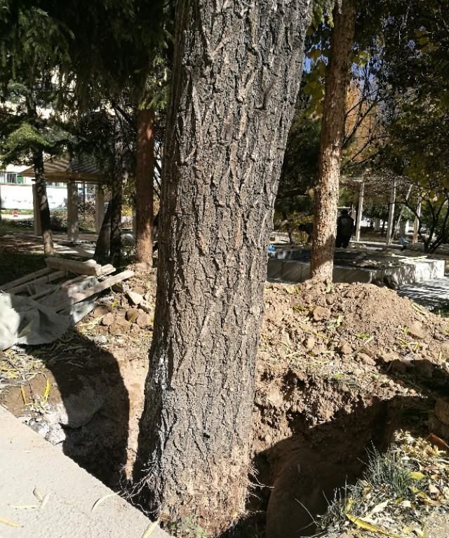 没有大树的校园是荒芜的：树是校园的风景，更是校园的灵魂