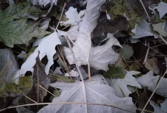 黄南深秋校园里的落叶，似诗如画，让我想念家乡了