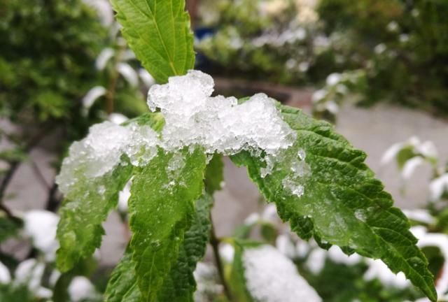 我喜欢雪带来的宁静，更喜雪带来的诗意与远方的感受