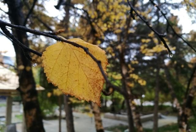 不知明年的枝头，在这相同的位置，又会萌发出什么样的一叶来？