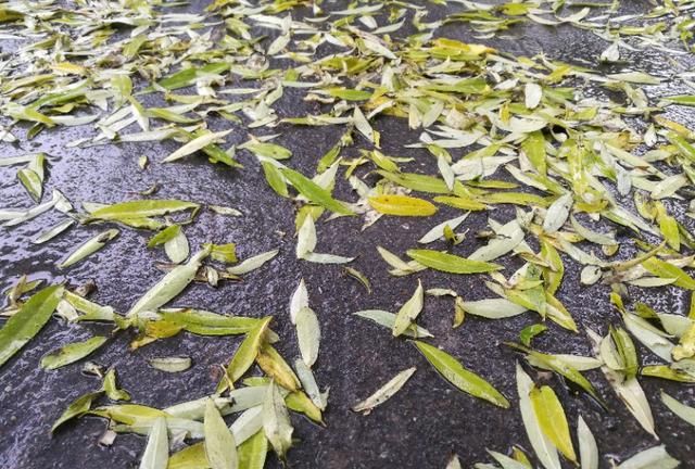 不知明年的枝头，在这相同的位置，又会萌发出什么样的一叶来？