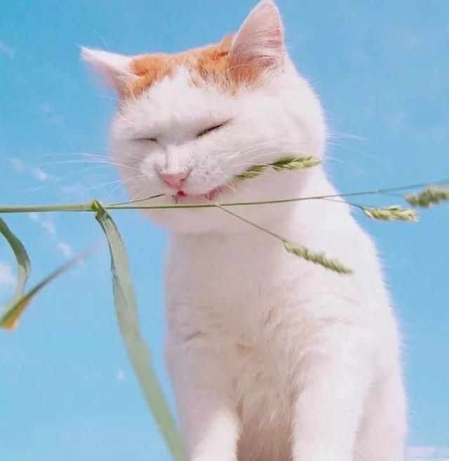岁月催人老的经典句子，感叹一晃就老了的话，致不再年轻的自己