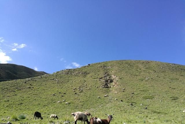迷途的羔羊，愿你在的地方同样有温柔的微风可口的青草扑鼻的清香