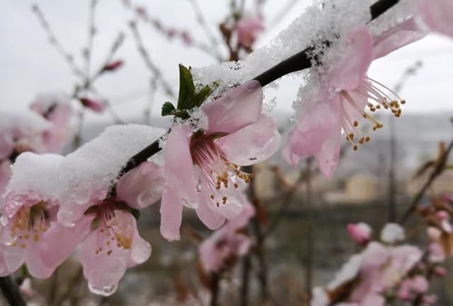 四月有雪的黄南，让春天有了更多看点