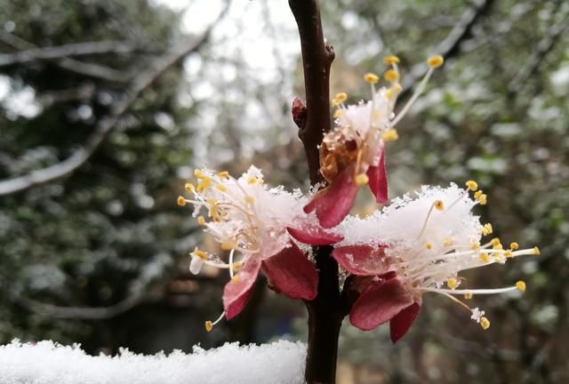 四月有雪的黄南，让春天有了更多看点