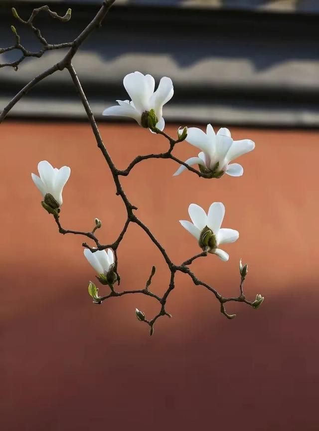 许你东风万里，一世柔情，我在雨巷等你归来