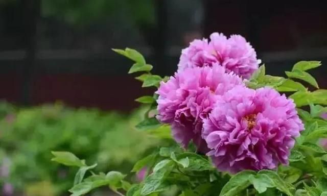 晚春深情花辞树，入夏细雨青石路