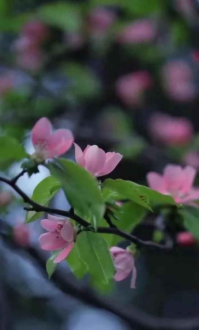 缘浅岁月深，四月相知，多少相思负流年