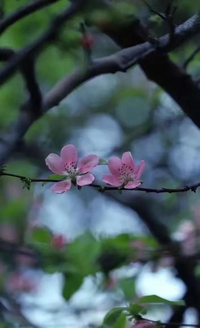 缘浅岁月深，四月相知，多少相思负流年
