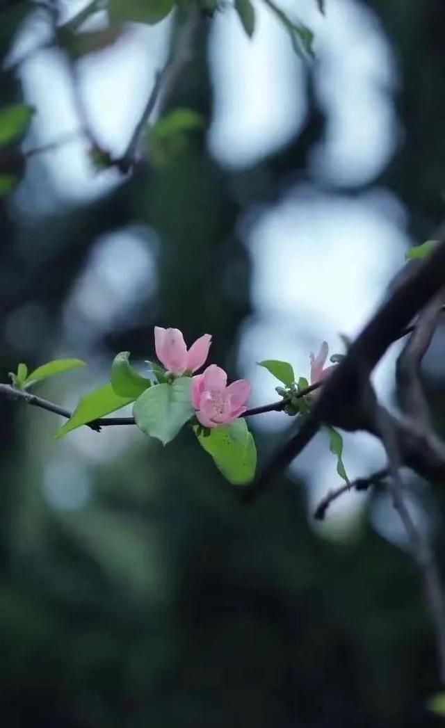 缘浅岁月深，四月相知，多少相思负流年