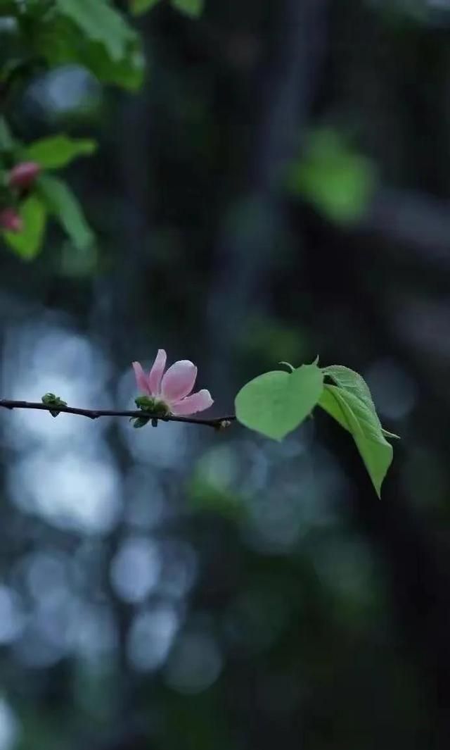 缘浅岁月深，四月相知，多少相思负流年