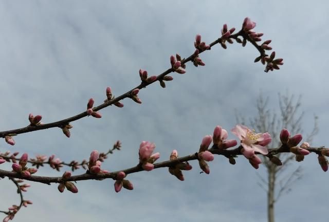 万物随缘生，心静即安，春来花开