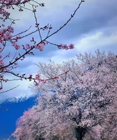 往事如烟，谁陪流年赏花开？字字落红颜
