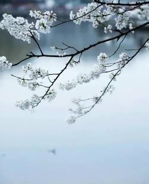 往事如烟，谁陪流年赏花开？字字落红颜