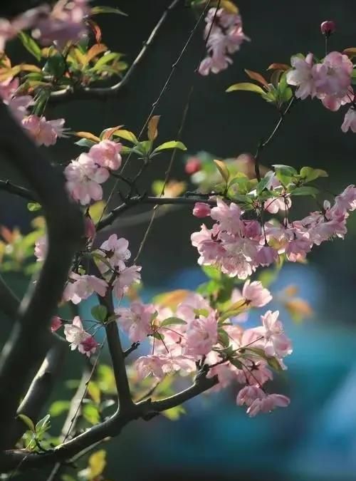 春分过后，在等待一场花开，来醉相思流年