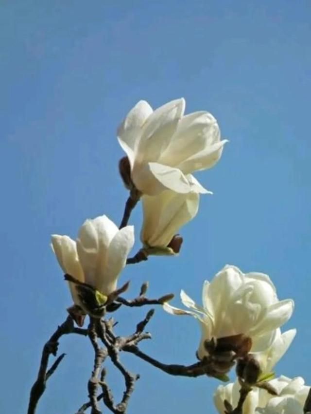 三月，风如流水，花如仙