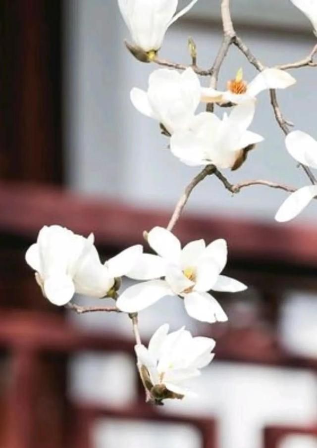 三月，风如流水，花如仙