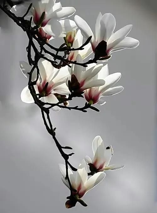 三月，风如流水，花如仙