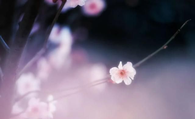 岁月缠绵，等来一树花开