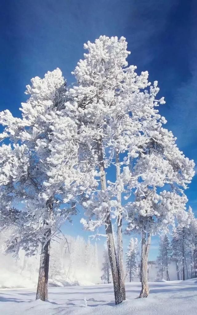 陌上飞雪，不负隆冬，愿新春有爱，时光悠长