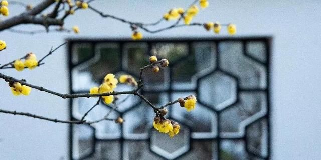 倾听风吟，静待花开，所有的美好，正为你而来