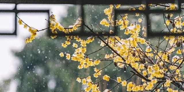 倾听风吟，静待花开，所有的美好，正为你而来
