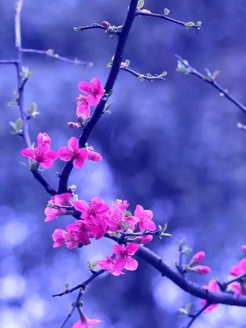 开一季美好，守三冬温情，不负韶华不负卿